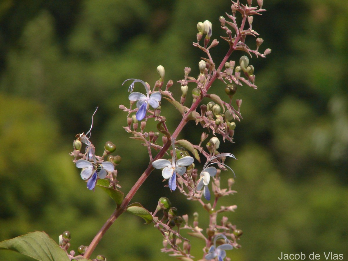 Rotheca serrata (L.) Steane & Mabb.